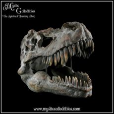 DI-WA001 Wanddecoratie Tyrannosaurus Rex Skull Large 51.5cm - Nemesis Now (Dinosaurus - Schedels - Dinosaurussen)