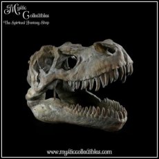 Wanddecoratie Tyrannosaurus Rex Skull Small 39.5cm - Nemesis Now (Dinosaurus - Schedels - Dinosaurussen)