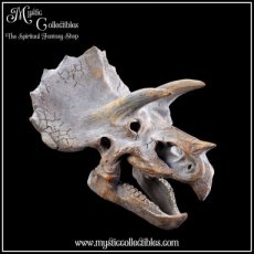 Wanddecoratie Triceratops Head 23cm - Nemesis Now (Dinosaurus - Schedels - Dinosaurussen)