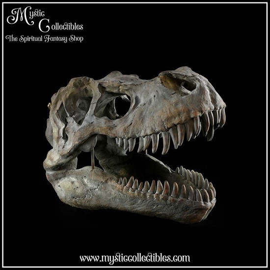 di-wa002-1-wall-decoration-tyrannosaurus-rex-skull