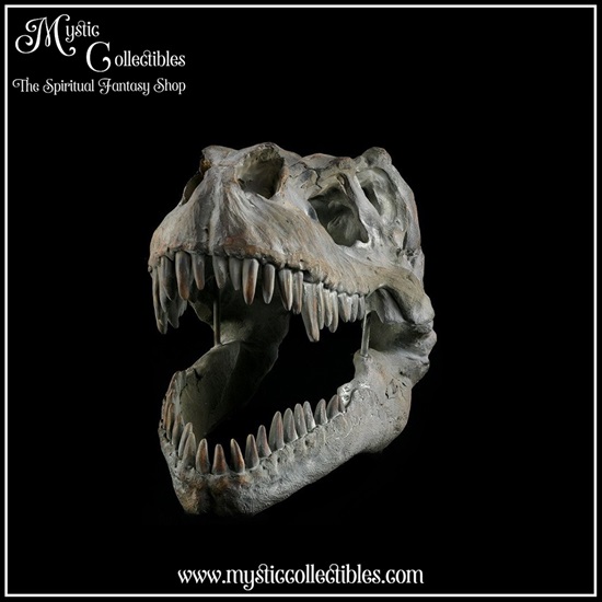 di-wa002-2-wall-decoration-tyrannosaurus-rex-skull
