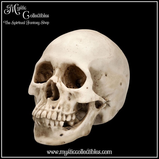 sk-sch071-1-skull-figurine-craniology