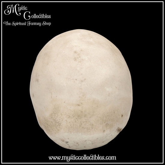 sk-sch071-3-skull-figurine-craniology