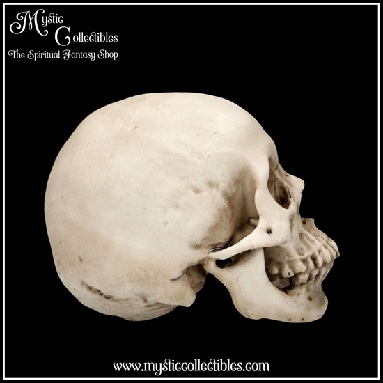 sk-sch071-4-skull-figurine-craniology