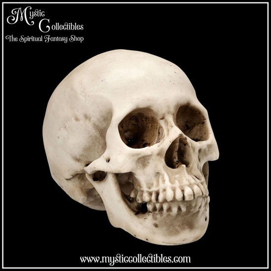 sk-sch071-5-skull-figurine-craniology