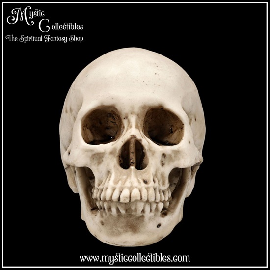 sk-sch071-6-skull-figurine-craniology