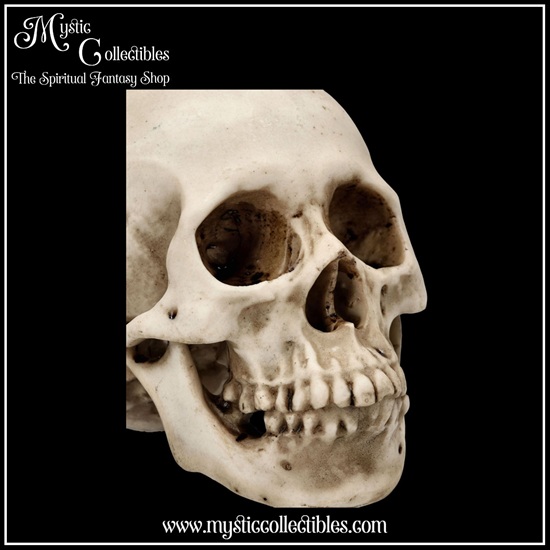 sk-sch071-7-skull-figurine-craniology