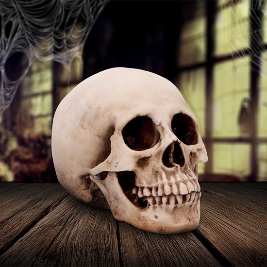 sk-sch071-8-skull-figurine-craniology