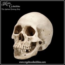 SK-SCH071 Schedel Beeld - Craniology 16cm - Nemesis Now (Schedels - Skulls)